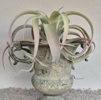 Kunst tillandsia