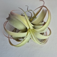 Kunst tillandsia