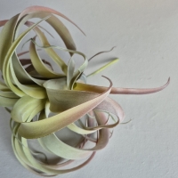 Kunst tillandsia