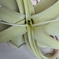 Kunst tillandsia