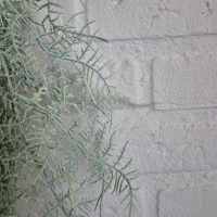 Kunsttak asparagus L