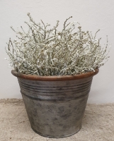 Kunst zilverstruik groot