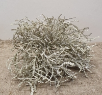 Kunst zilverstruik groot