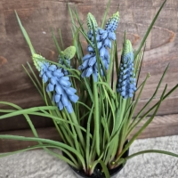 Kunst blauwe druifjes in pot