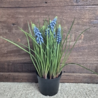 Kunst blauwe druifjes in pot