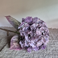 Kunst hortensia tak