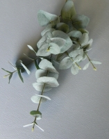 Eucalypthusblad
